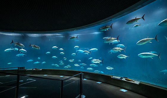 【撮影レポート】葛西臨海水族園で遠足撮影