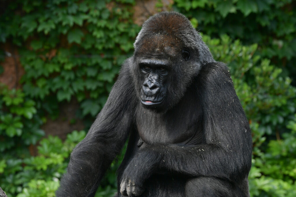 【撮影レポート】星美ホームさま4月の遠足｜上野動物園